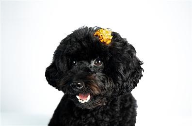 宫崎英高：新武器和法术是《艾尔登法环：黄金树之影》DLC主要卖点